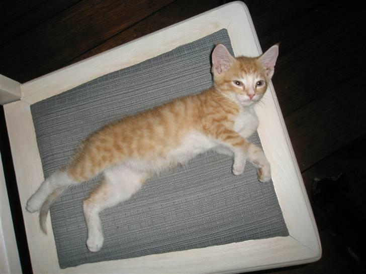 Huskat Nuser .. (død) billede 1