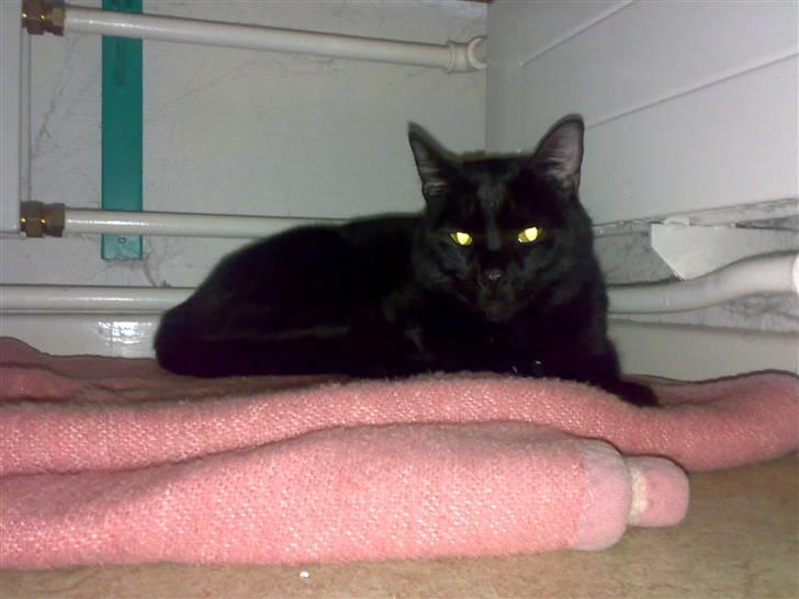 Huskat Mickey billede 2