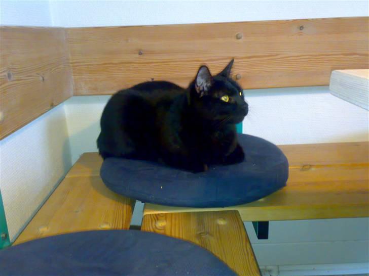 Huskat Mickey billede 3