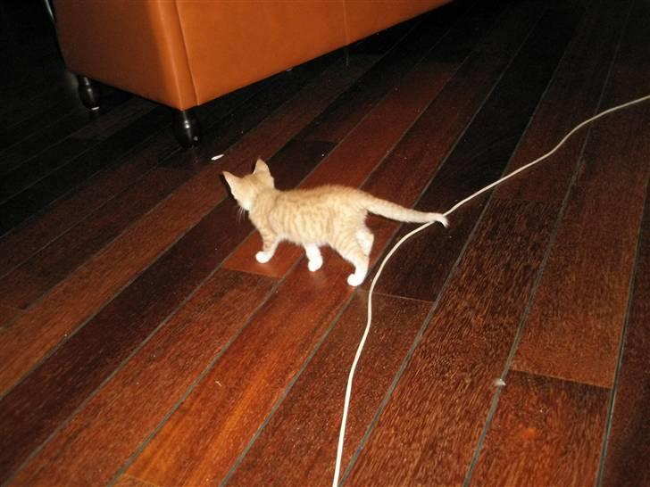 Huskat Nuser .. (død) billede 2