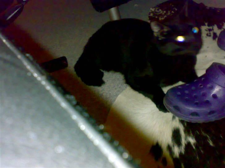 Huskat Mickey billede 4