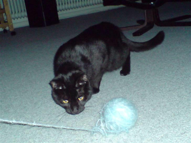 Huskat Mickey billede 5