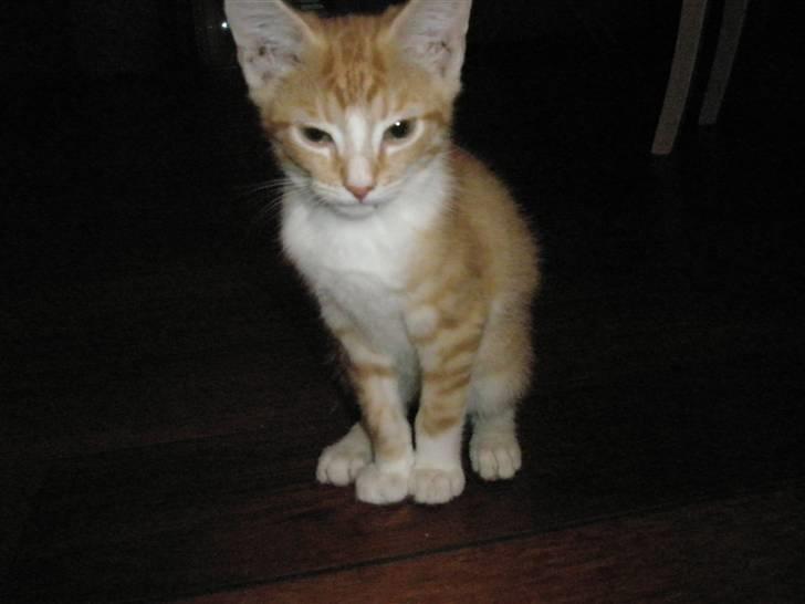 Huskat Nuser .. (død) billede 3