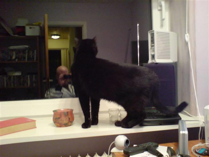 Huskat Mickey billede 6