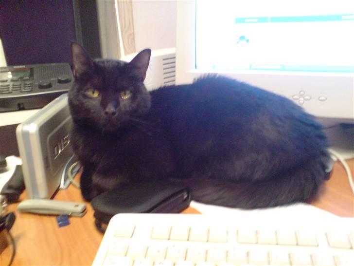 Huskat Mickey billede 7