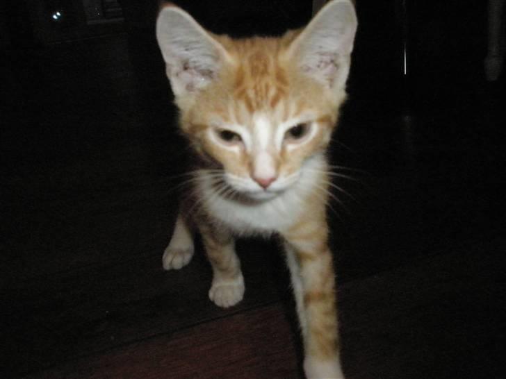 Huskat Nuser .. (død) billede 4