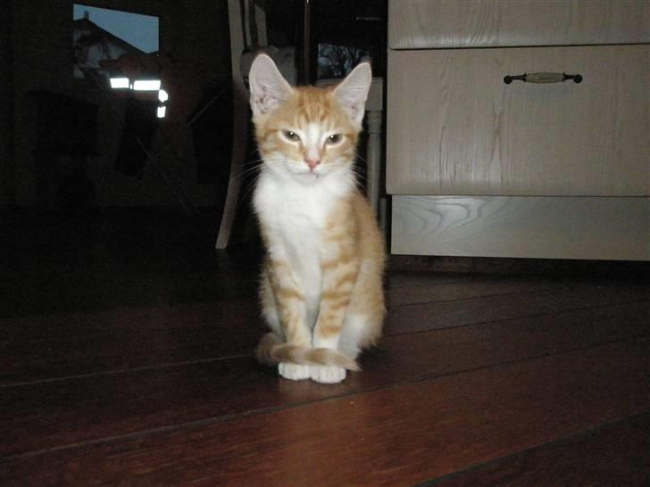 Huskat Nuser .. (død) billede 5