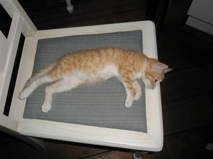 Huskat Nuser .. (død) billede 6