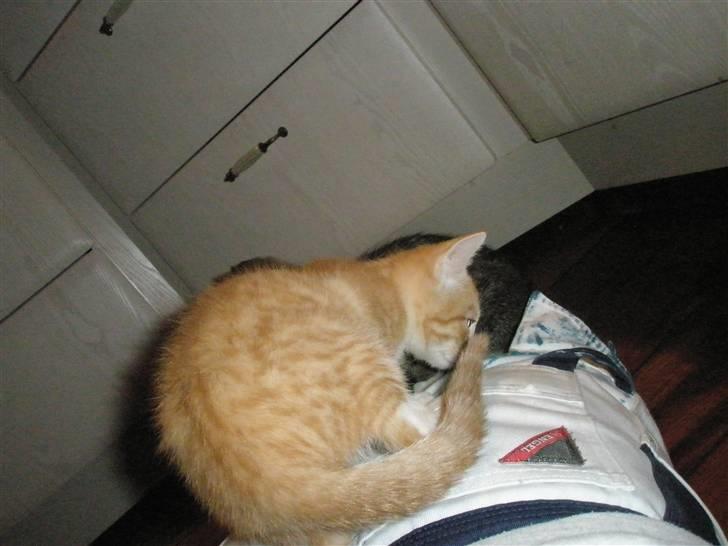 Huskat Nuser .. (død) billede 7