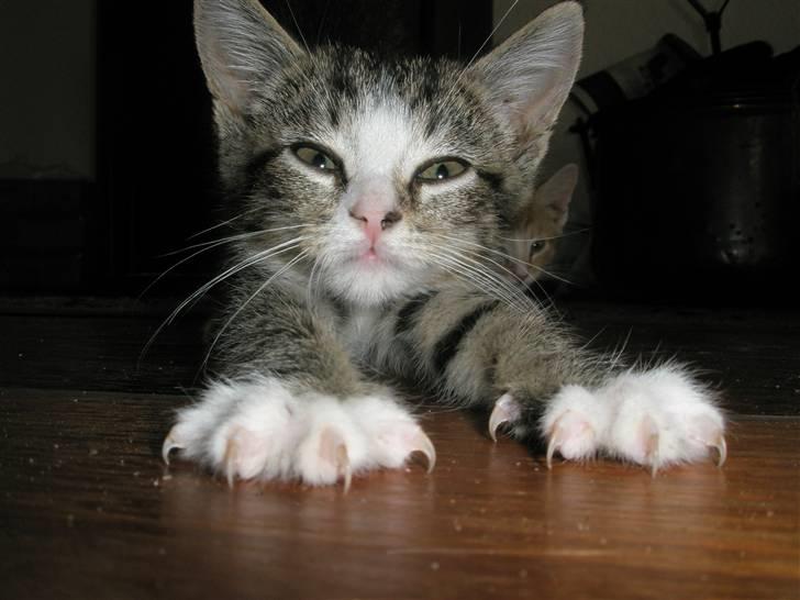 Huskat dysjes .. (død) billede 1