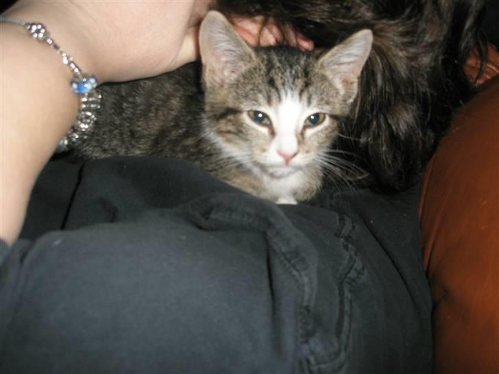 Huskat dysjes .. (død) billede 2