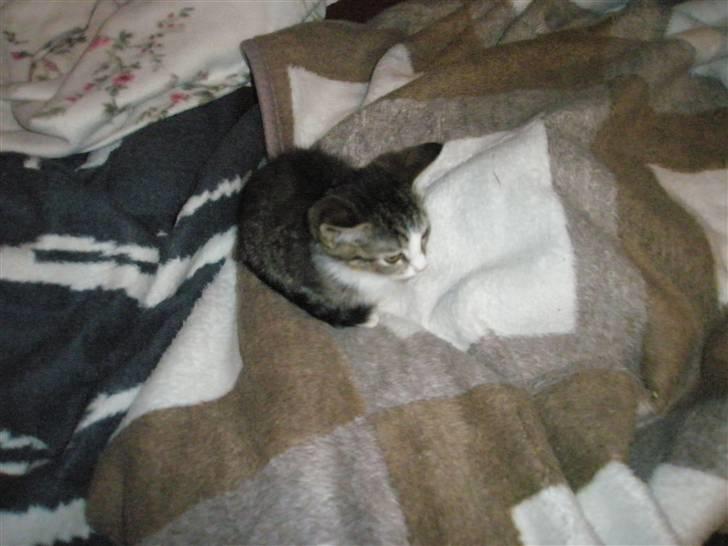 Huskat dysjes .. (død) billede 3