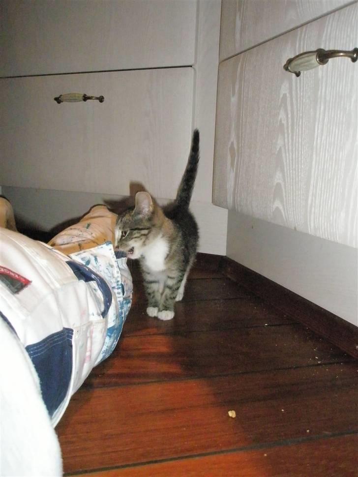 Huskat dysjes .. (død) billede 4