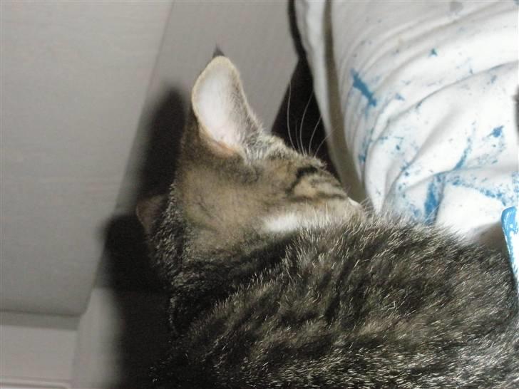 Huskat dysjes .. (død) billede 5