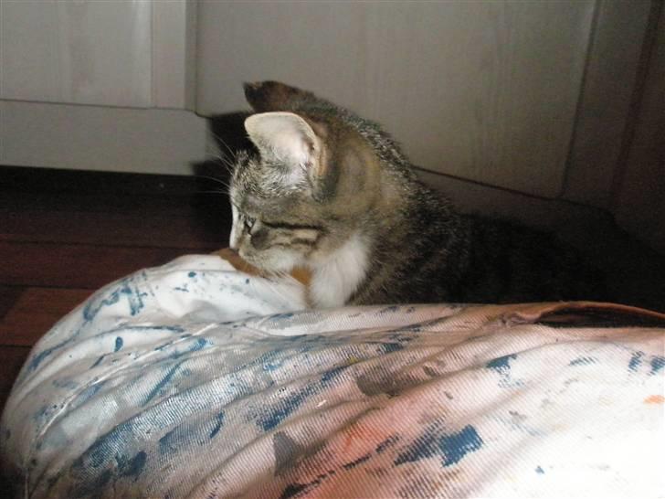 Huskat dysjes .. (død) billede 6