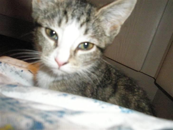 Huskat dysjes .. (død) billede 7