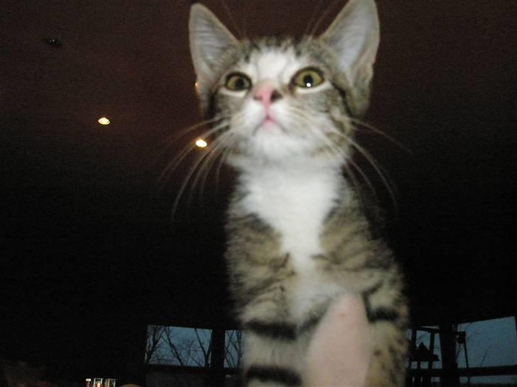 Huskat dysjes .. (død) billede 8