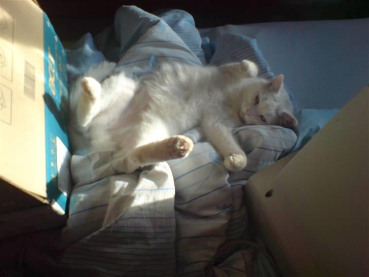 Huskat Bettemis billede 19