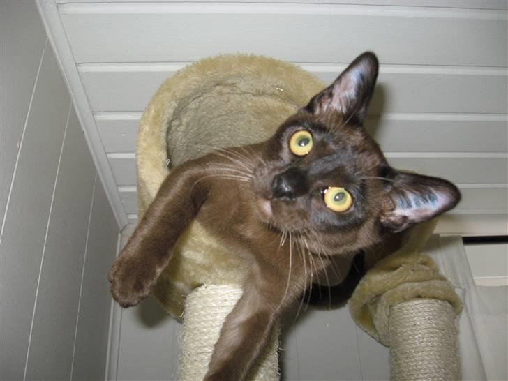 Burmeser Halo billede 1