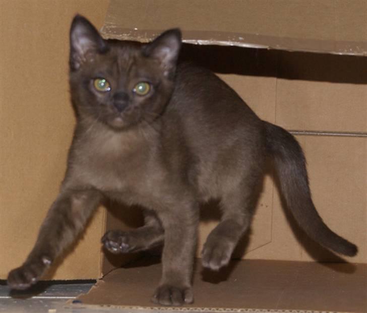 Burmeser Halo billede 2