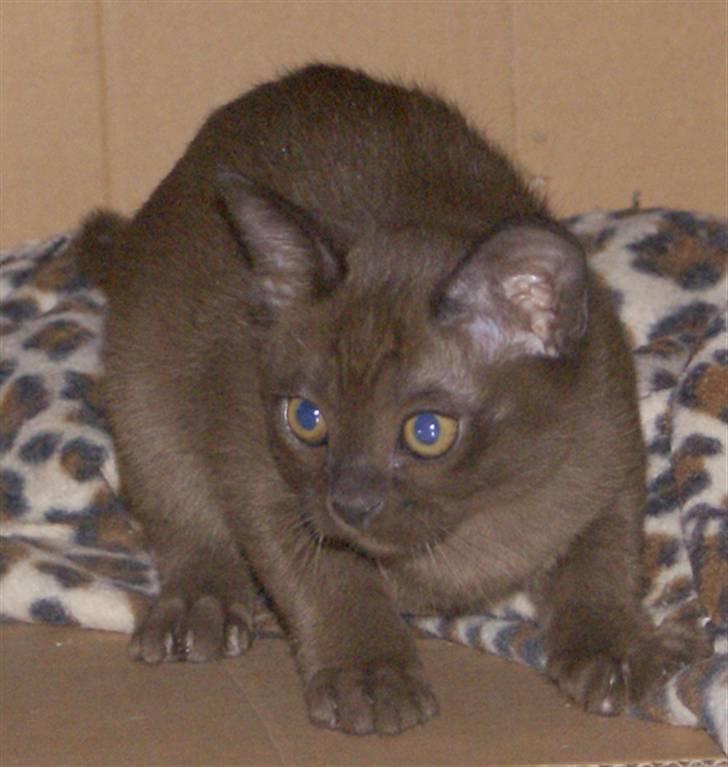 Burmeser Halo billede 3