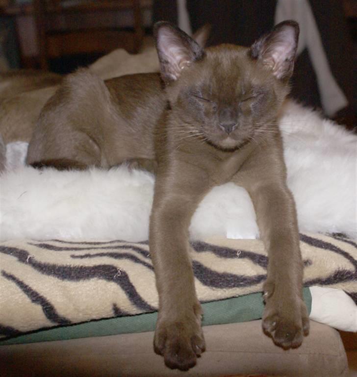 Burmeser Halo billede 4