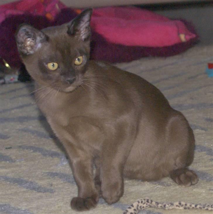 Burmeser Halo billede 5