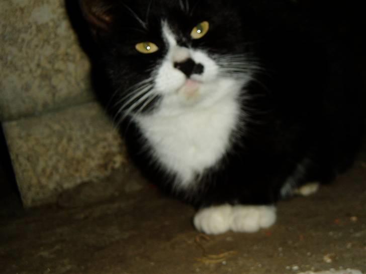 Huskat Banditten :o) - Hvad? jeg er da ikke doven? Overhovedet ikke! :o) billede 9