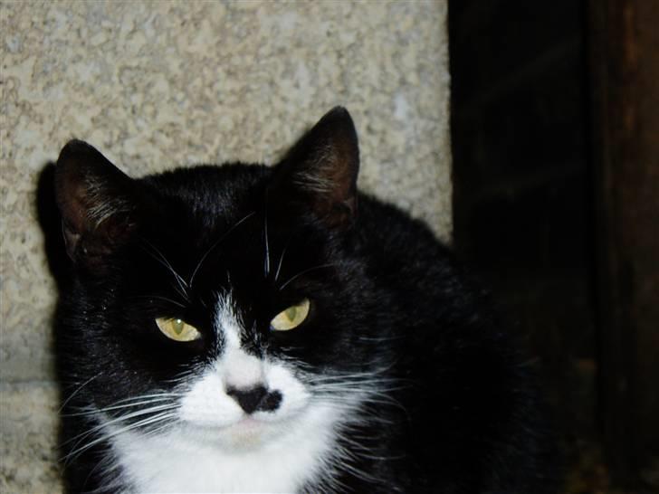 Huskat Banditten :o) - Temlig doven igen i dag..  billede 10