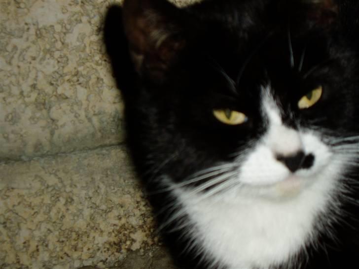 Huskat Banditten :o) - smuk ikke? ;) billede 11