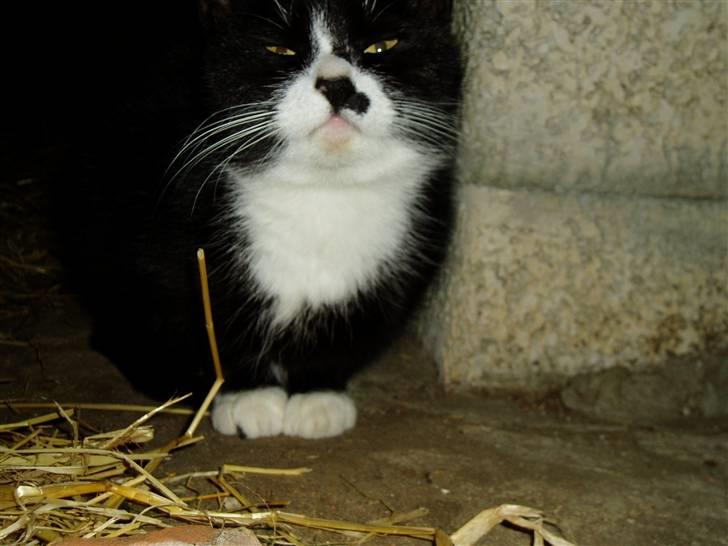 Huskat Banditten :o) - du er altså bare en bandit med den næse ;p billede 12