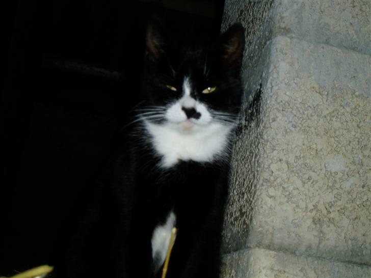 Huskat Banditten :o) - Banditten<3 billede 13