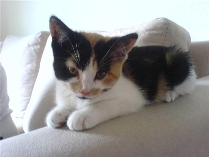 Blanding af racer Bette Frøken babe R.I.P billede 1