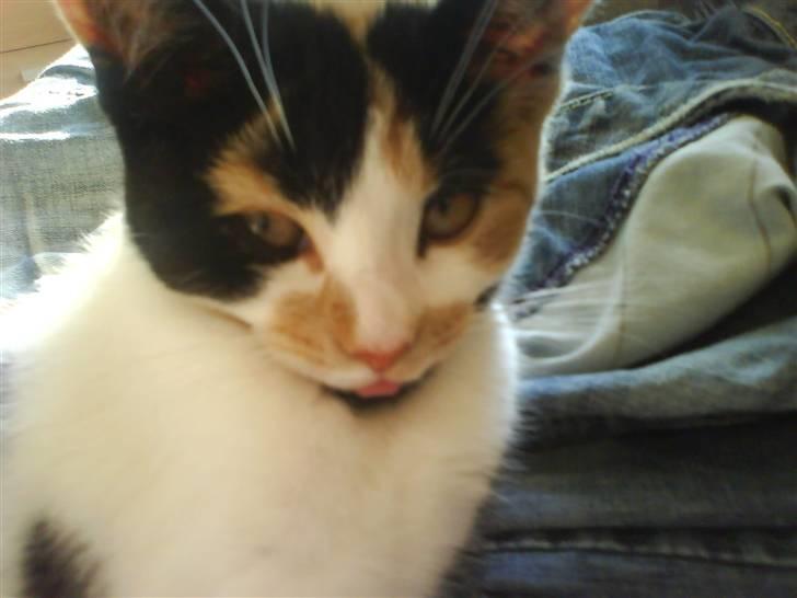 Blanding af racer Bette Frøken babe R.I.P billede 2