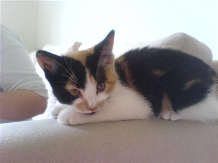 Blanding af racer Bette Frøken babe R.I.P billede 3