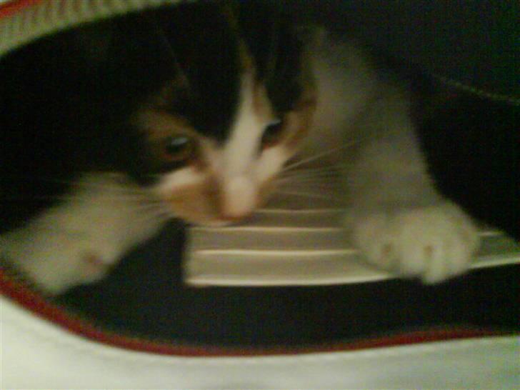 Blanding af racer Bette Frøken babe R.I.P billede 4