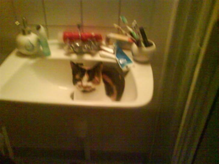 Blanding af racer Bette Frøken babe R.I.P billede 5