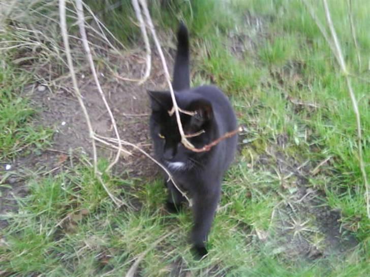 Huskat gustav (Væk!) billede 5