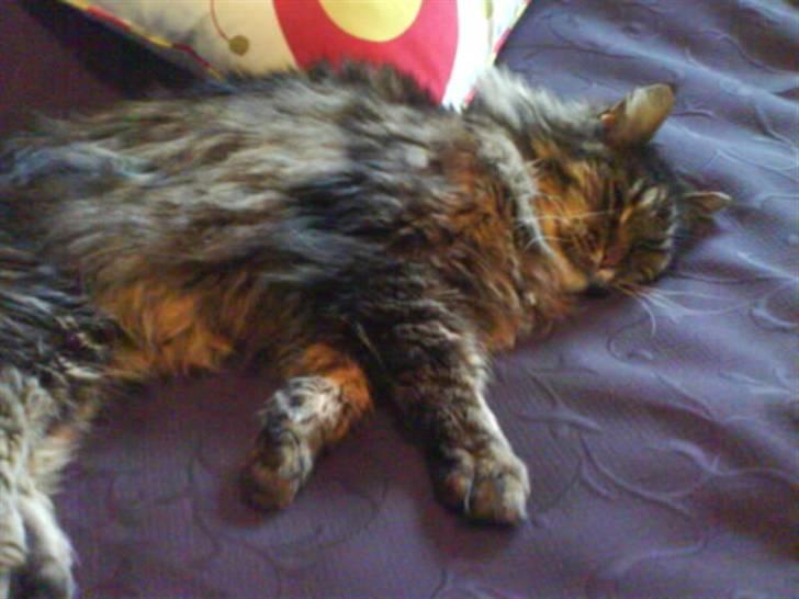 Maine Coon Mikkel - R.I.P 1995-08 - eej hvor er jeg bare garfield træt hihi billede 5