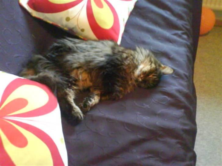 Maine Coon Mikkel - R.I.P 1995-08 billede 6