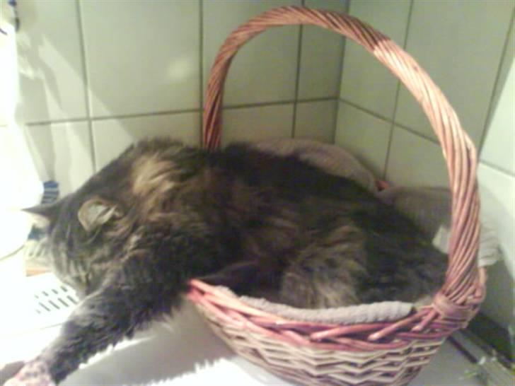 Maine Coon Mikkel - R.I.P 1995-08 - min kurv er mit ynglings sted at sove billede 7