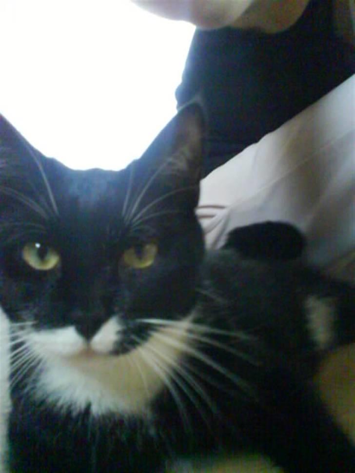 Huskat Bella - nær billede.. :) billede 6