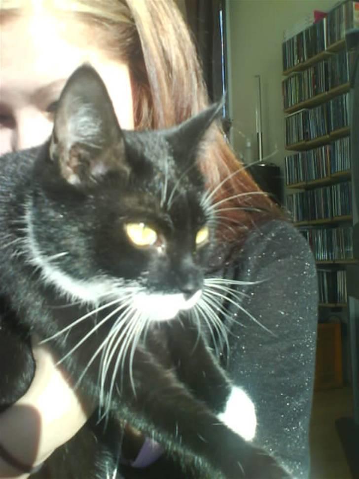 Huskat Bella - Mmm sol så dejligt :) billede 7