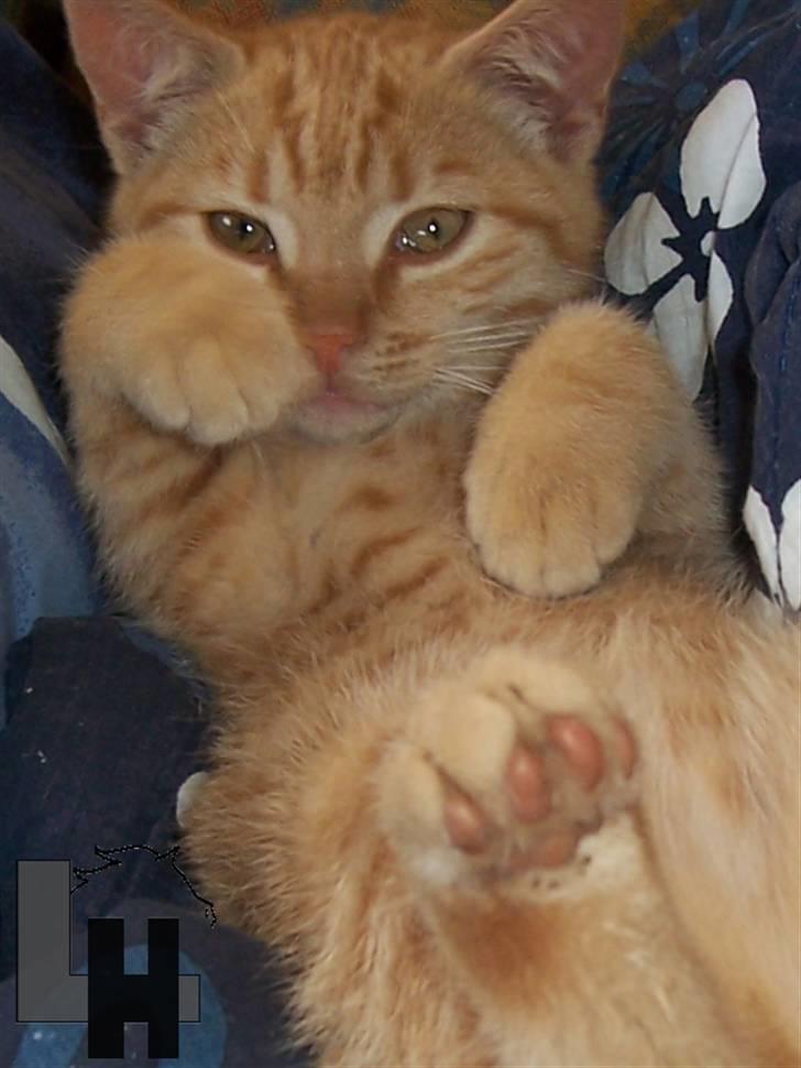 Huskat Kitty billede 8