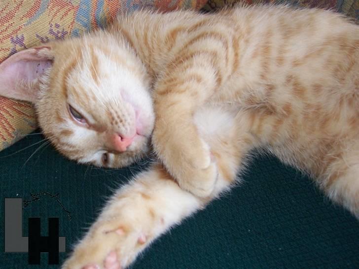 Huskat Kitty billede 9