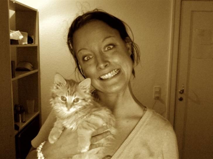 Maine Coon ELVIS - 15 uger - Så er vi vokset :) billede 7