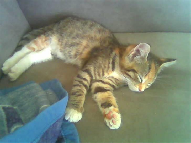 Huskat Vilma - Vilma da vi fik hende billede 1