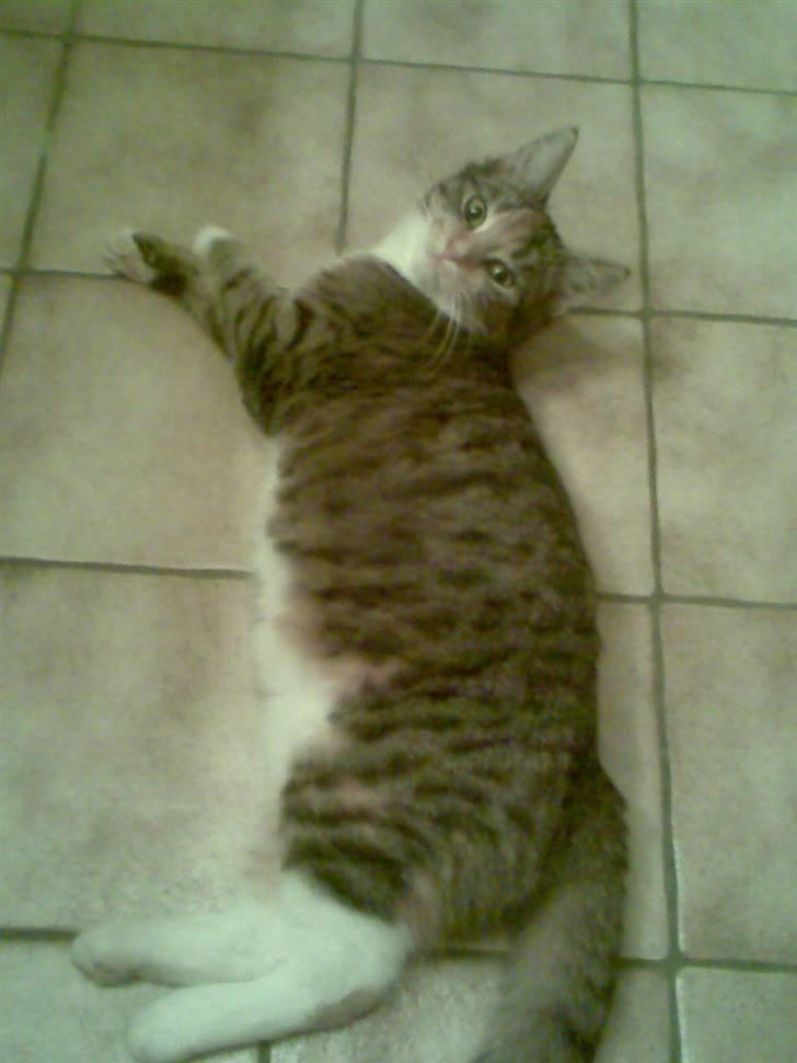 Huskat Vilma - Vilma som hun er nu - elsker gulvvamen på badeværelset billede 2