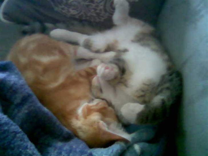 Huskat Vilma - Vilma og Lille Røde billede 3