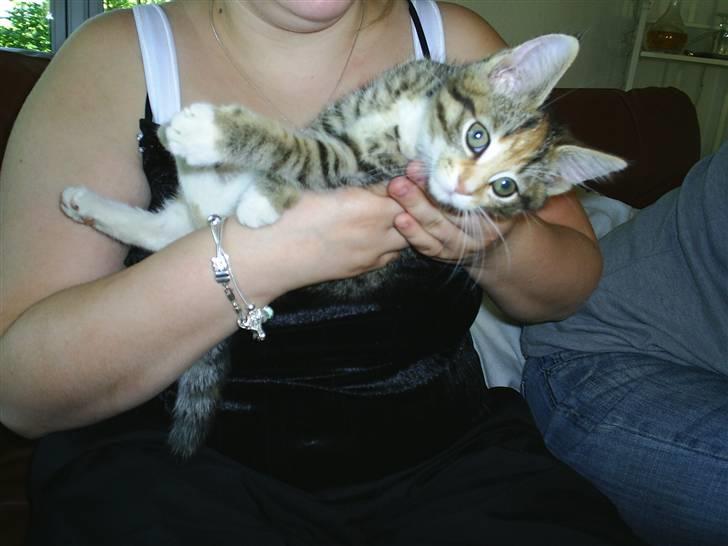 Huskat Vilma - Billede fra tidligere ejer billede 4